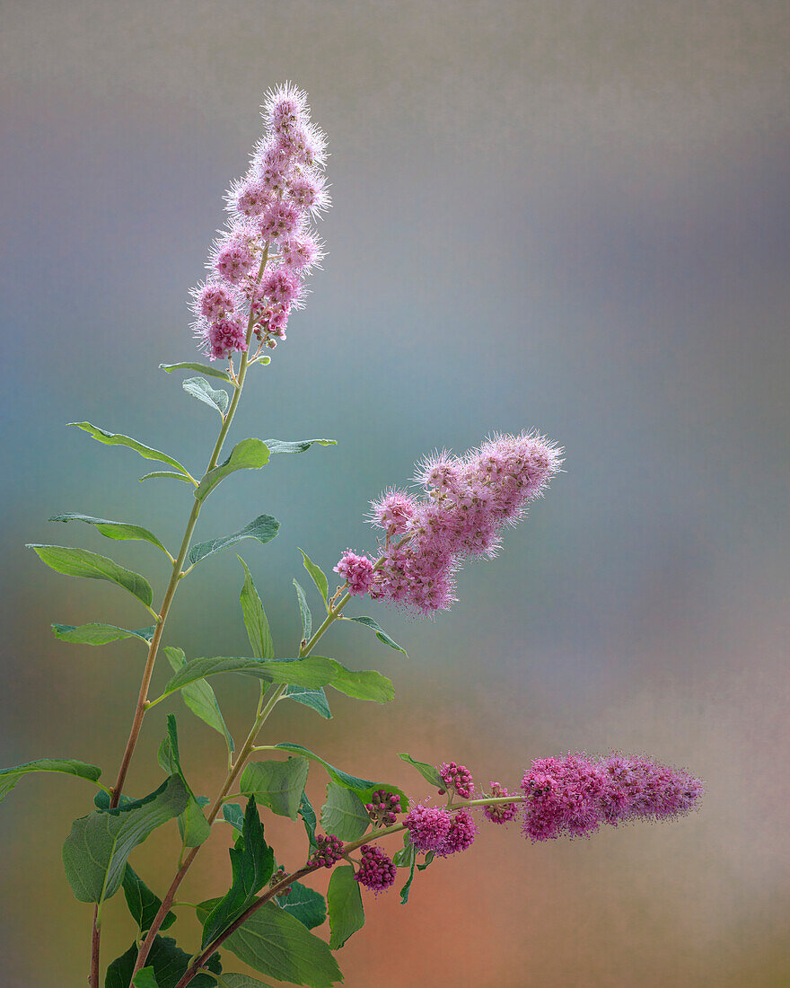 USA, Bundesstaat Washington, Seabeck. Blüten des Spiraea-Strauchs.