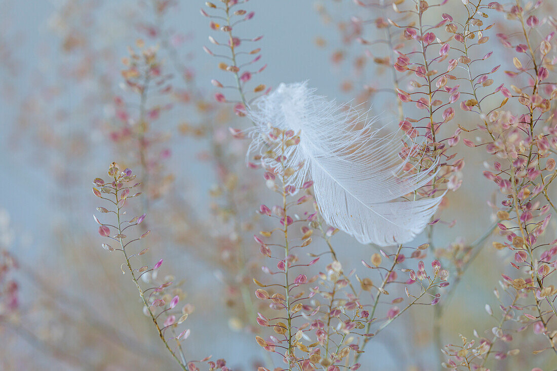 USA, Washington State, Seabeck. Fallen feather on plant.