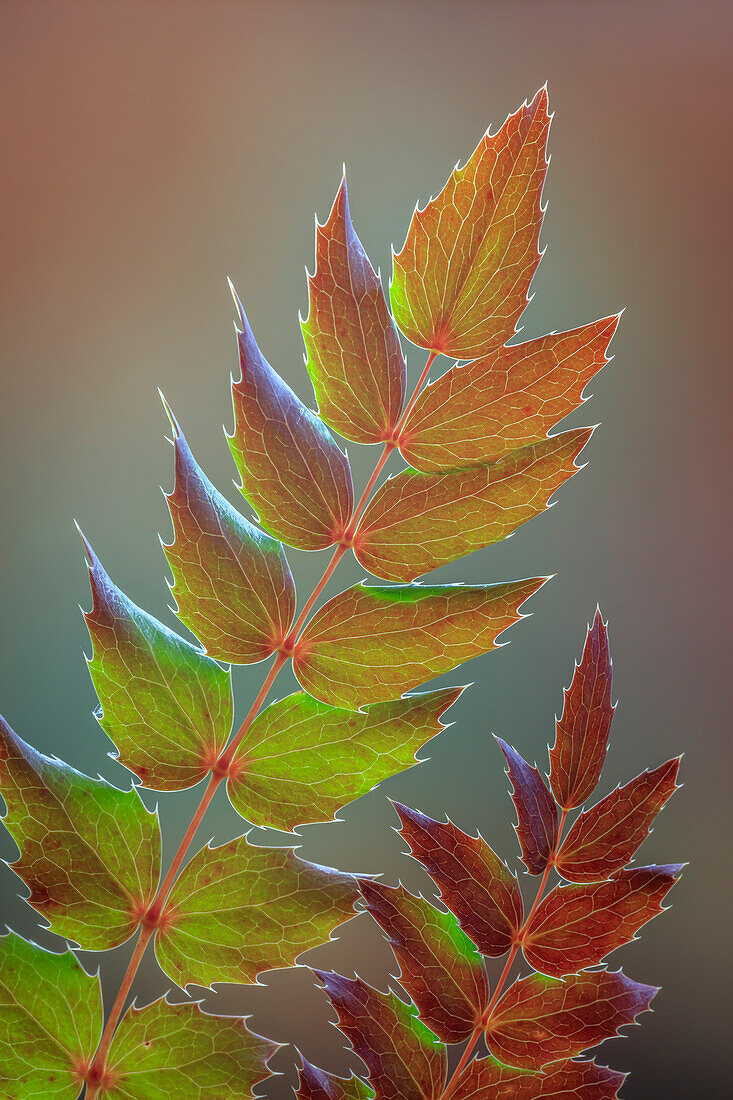 USA, Washington State, Seabeck. Oregon grape leaves in autumn.