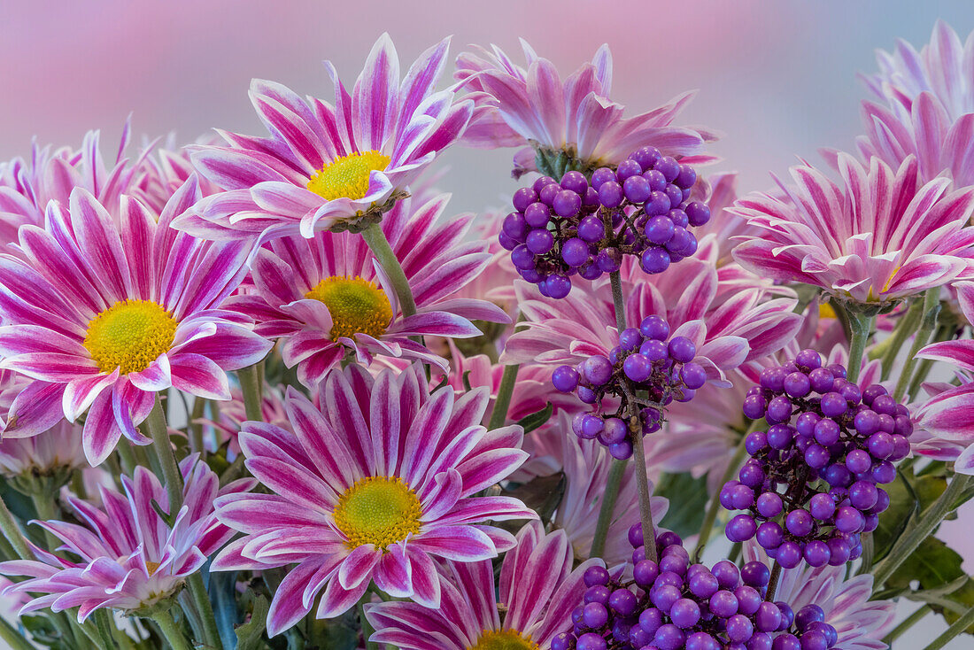 USA, Washington State, Seabeck. Composite of daisies and berries.