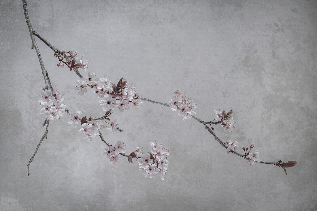 USA, Washington State, Seabeck. Flowering plum branch.