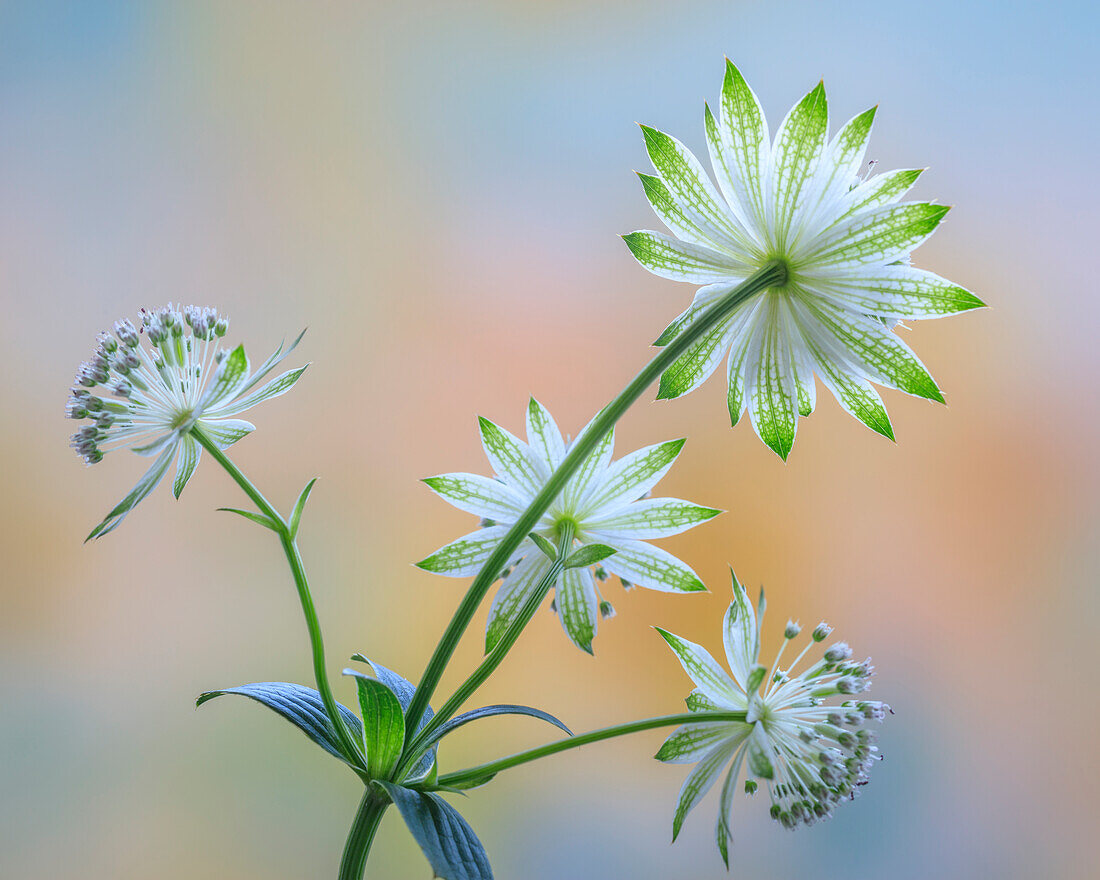 USA, Washington State, Seabeck. Astrantia blossoms close-up.