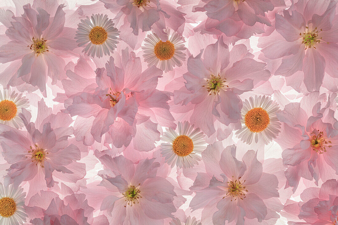USA, Washington State, Seabeck. Flowering pink cherry blossom and Santa Barbara daisy patterns.