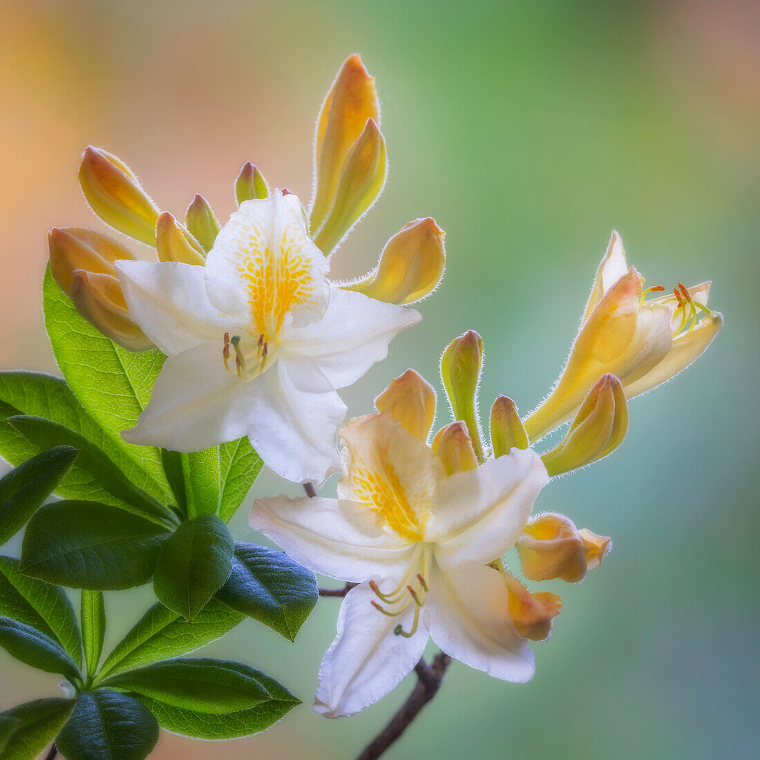 USA, Washington State, Seabeck. White and yellow azalea flowers.