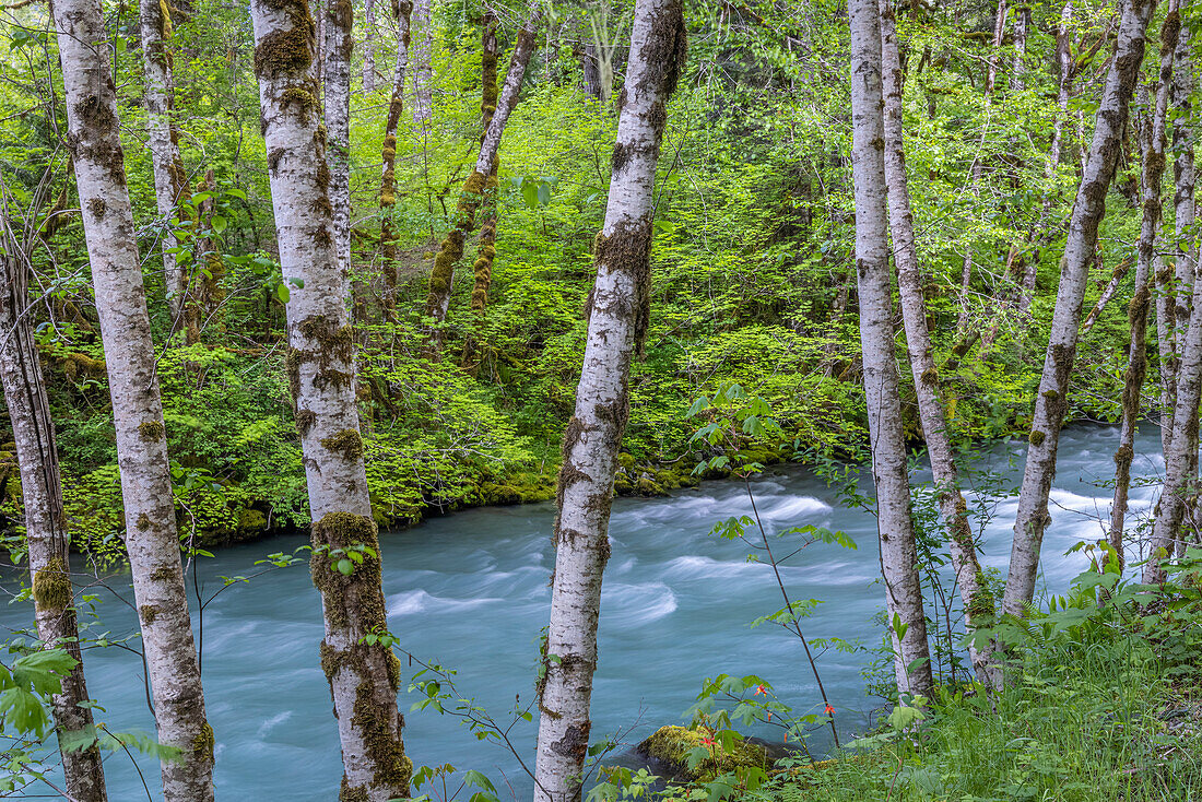 USA, Washington State, Olympic National Forest. Landscape with alder trees and Dosewallips River.