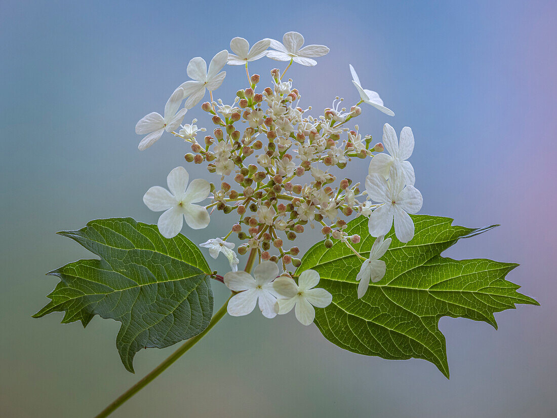 USA, Washington State, Seabeck. Cranberry bush flowers and leaves.