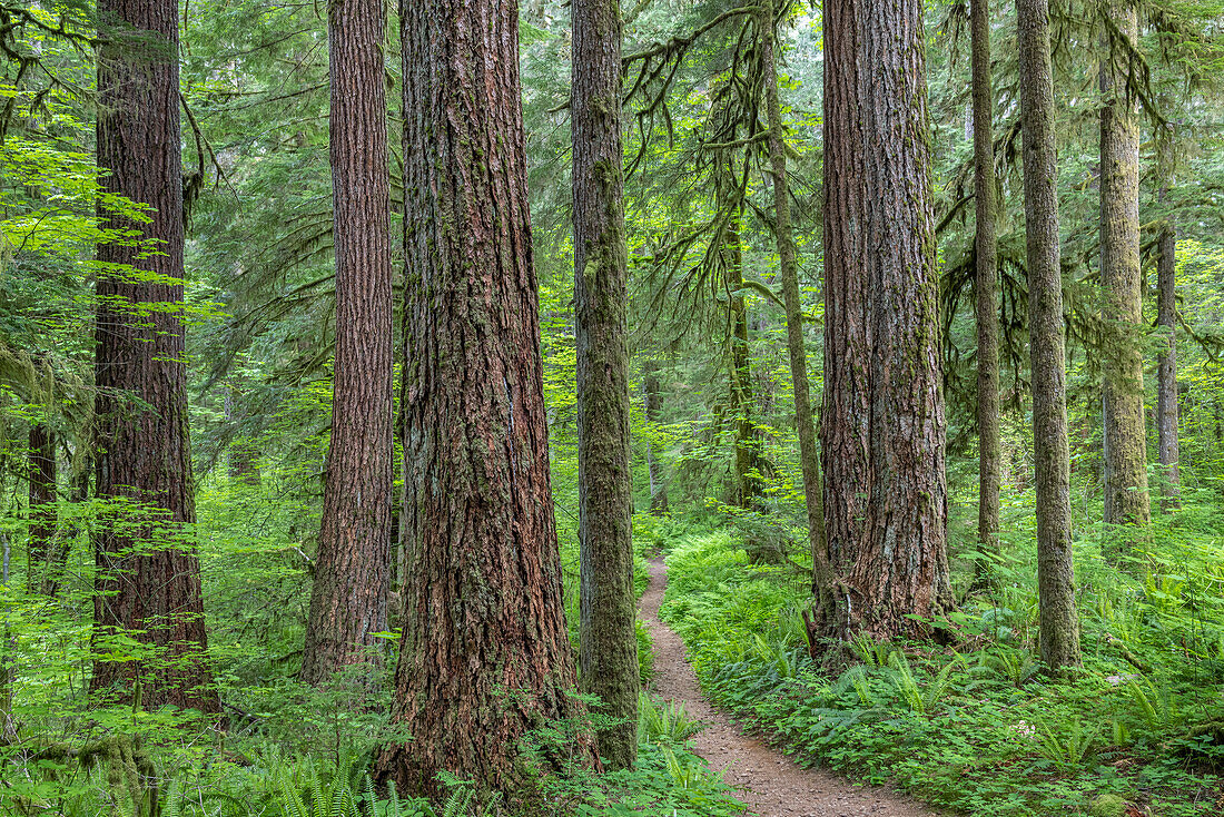 USA, Bundesstaat Washington, Olympic National Forest. Pfad durch alten Wald.