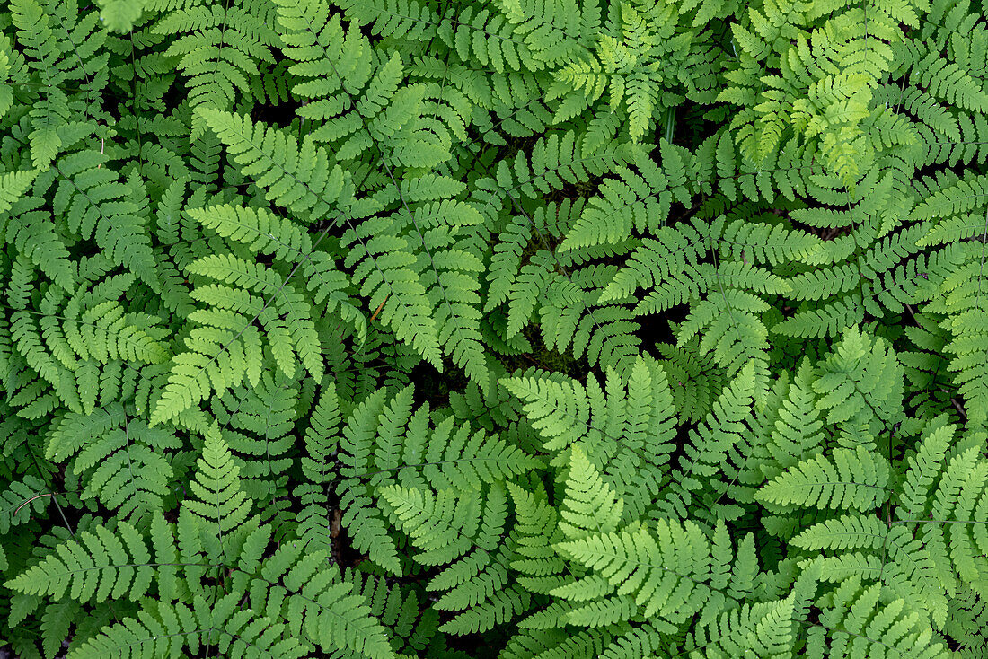 USA, Washington State, Olympic National Forest. Oak fern patterns.