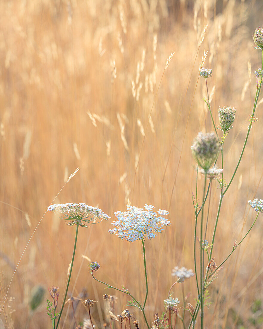 USA, Washington State, Dewatto. Queen Anne's lace in summer and dried grasses.