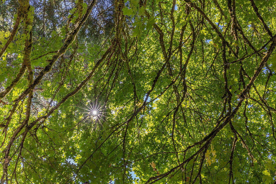 USA, Bundesstaat Washington, Seabeck. Großblättrige Ahornbäume im Anderson Landing County Park.