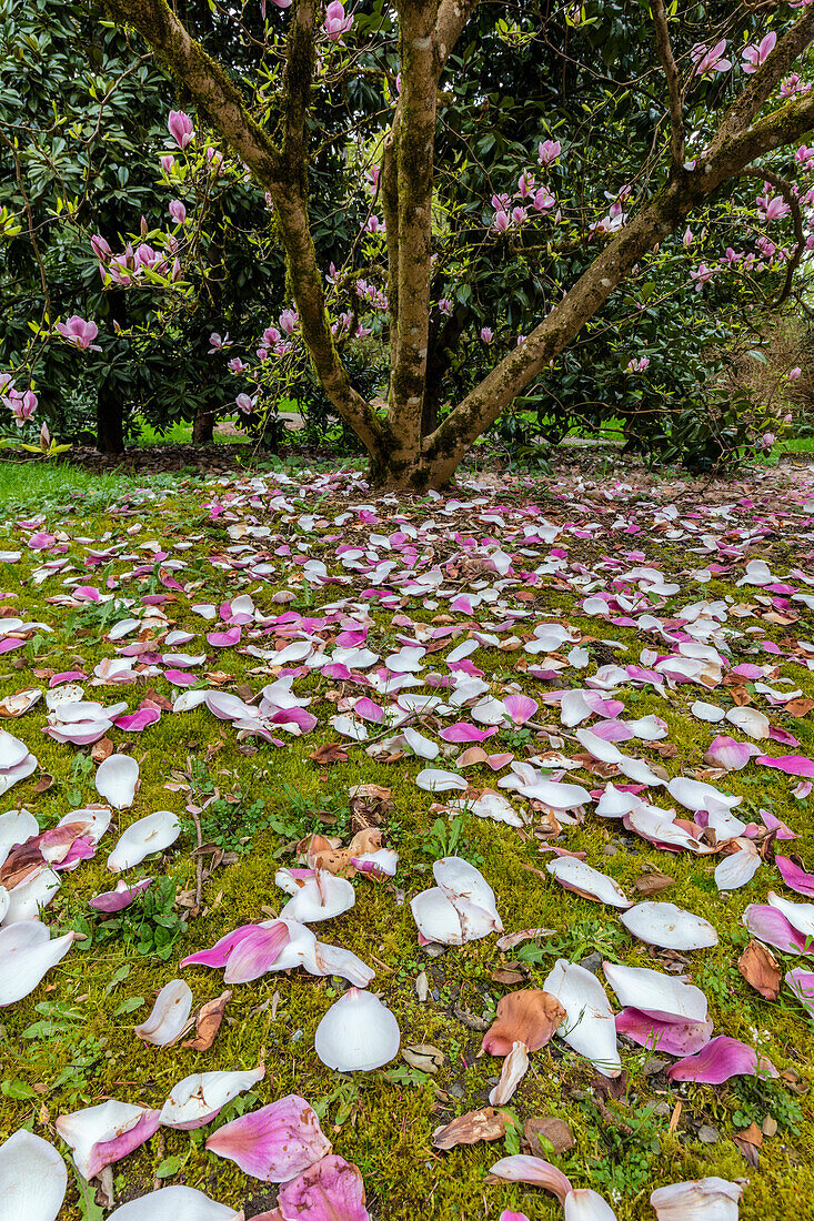 Im Frühling blühende Magnolienbäume im Arboretum in Seattle, Bundesstaat Washington, USA (Großformat verfügbar)