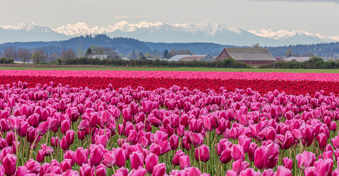 Commercial tulip field in bloom in spring in the Skagit Valley, Washington State, USA (Large format sizes available)