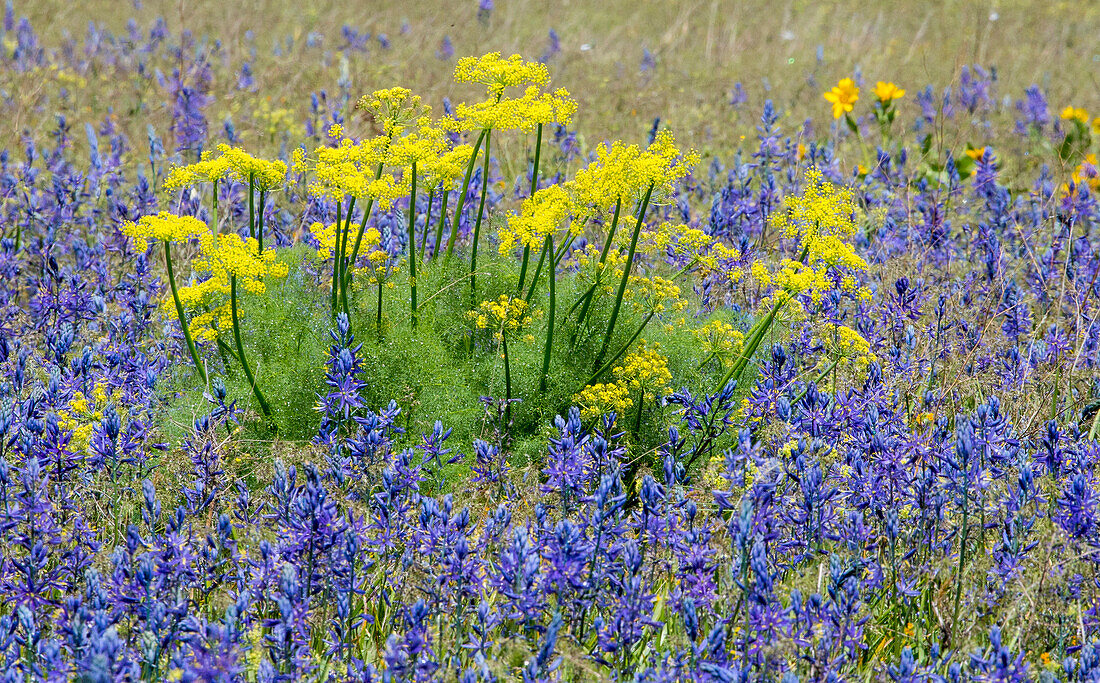 Camas and Sweet Fennel in colorful springtime bloom near Klickitat, Washington State