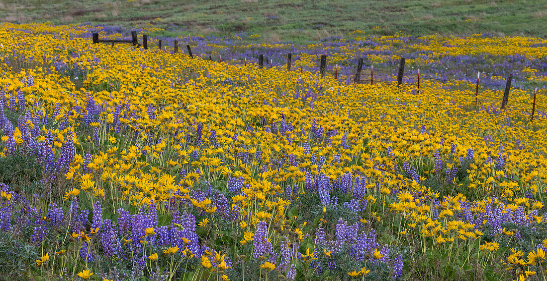 Frühlingsblüte mit Massenfeldern von Lupinen, Pfeilkraut und Balsamwurz bei Dalles Mountain Ranch State Park, Washington State