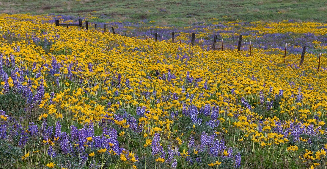 Springtime bloom with mass fields of Lupine, Arrowleaf Balsamroot near Dalles Mountain Ranch State Park, Washington State
