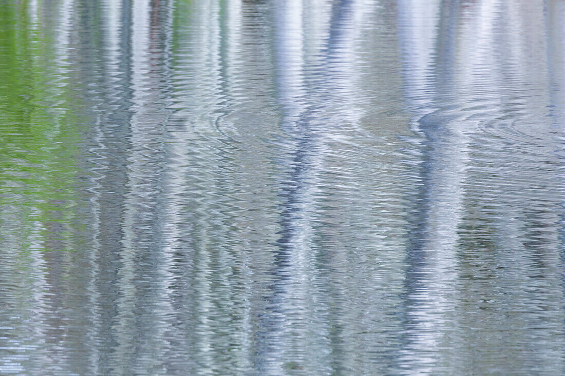 USA, Washington State, Bainbridge Island. Reflection of alder trees in pond