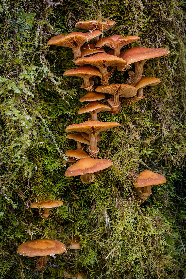 USA, Washington State. Honey mushroom growing on tree