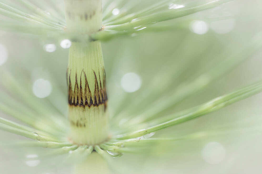 USA, Washington State, Seabeck. Dew drops on horsetail plant