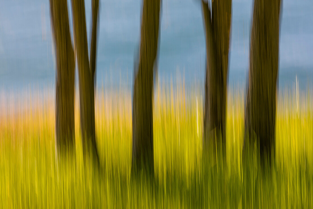 USA, Washington State, San Juan Islands. Abstract blur of tree trunks and grass