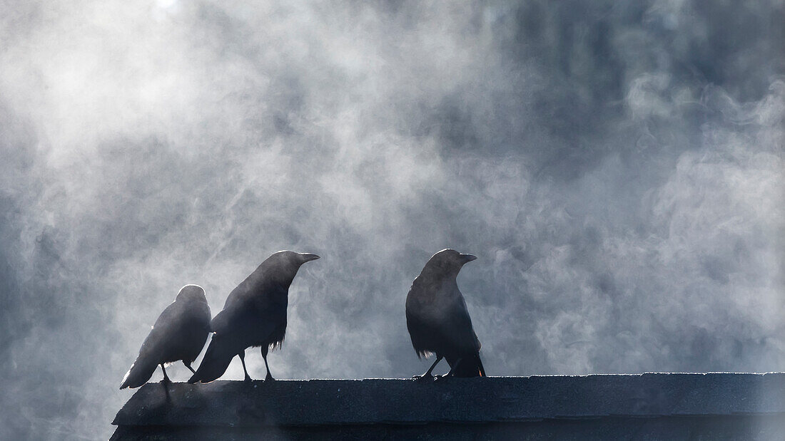 USA, Washington State, Seabeck. Crows backlit with steam coming from sun on roof top