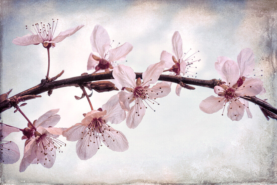 USA, Washington State, Seabeck. Flowering plum blossoms