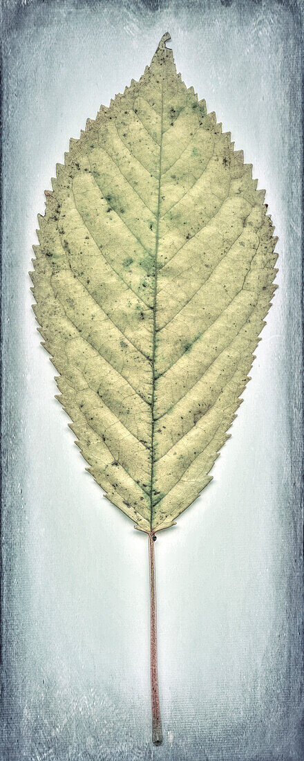 USA, Washington State, Seabeck. Cherry leaf close-up