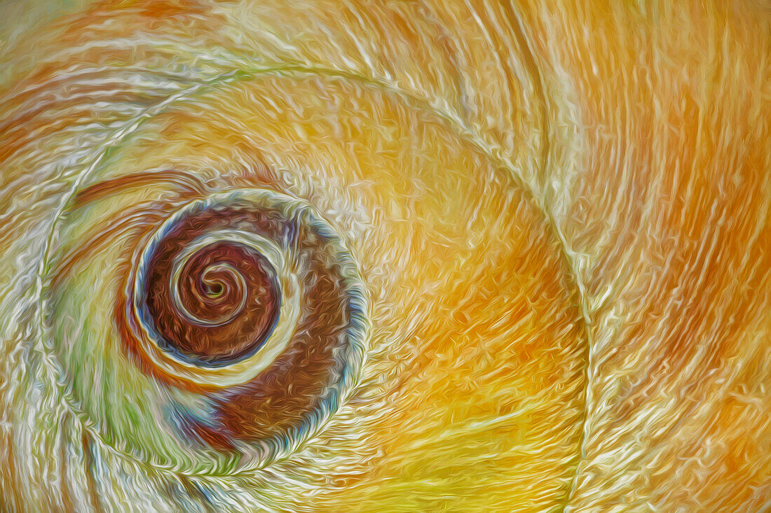 USA, Washington State, Seabeck. Abstract of moon snail shell close-up