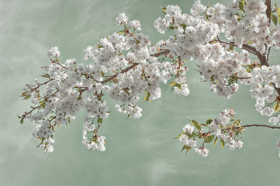 USA, Bundesstaat Washington, Seabeck. Kirschbaumblüten im Frühling