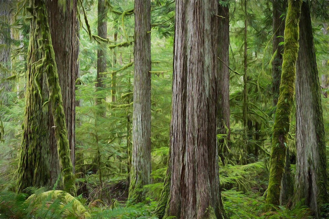 USA, Washington State, Olympic National Park. Abstract of old growth forest