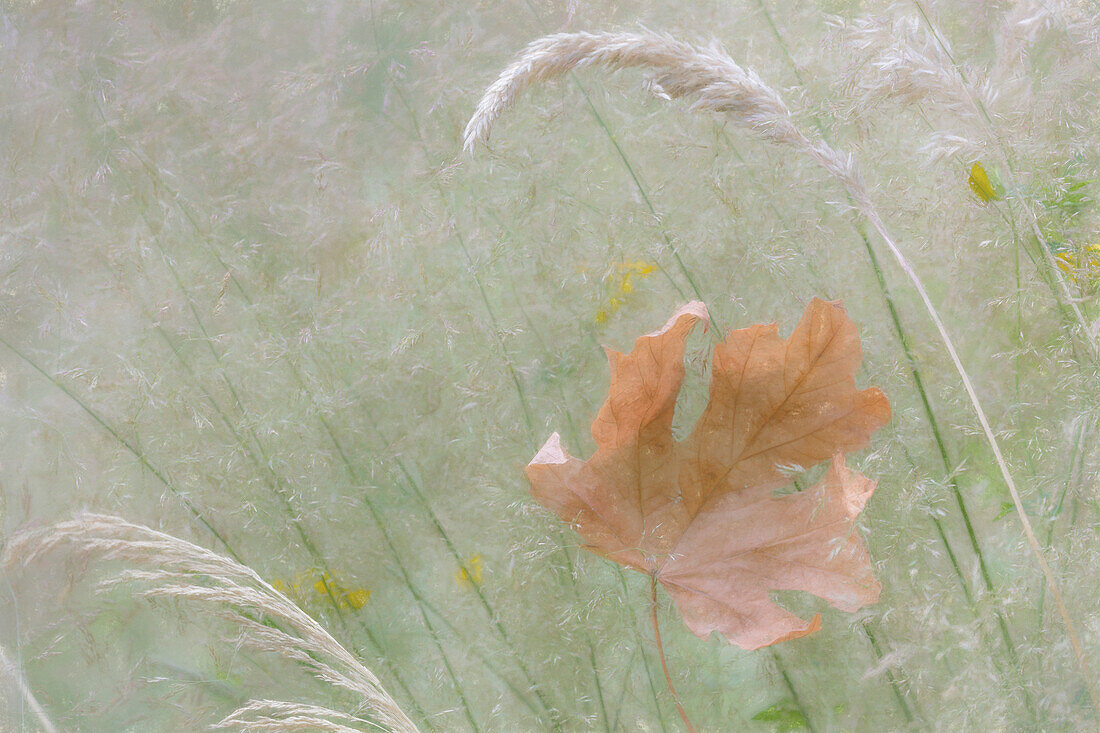 USA, Washington State, Seabeck. Grassy meadow and maple leaf