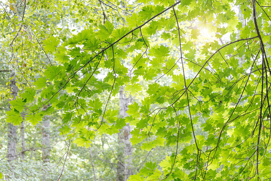 USA, Washington State, Seabeck. Big leaf maple leaves