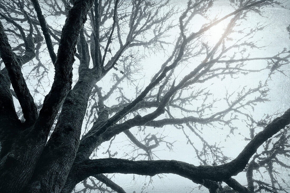 USA, Bundesstaat Washington, Seabeck. Großblättriger Ahornbaum im Nebel