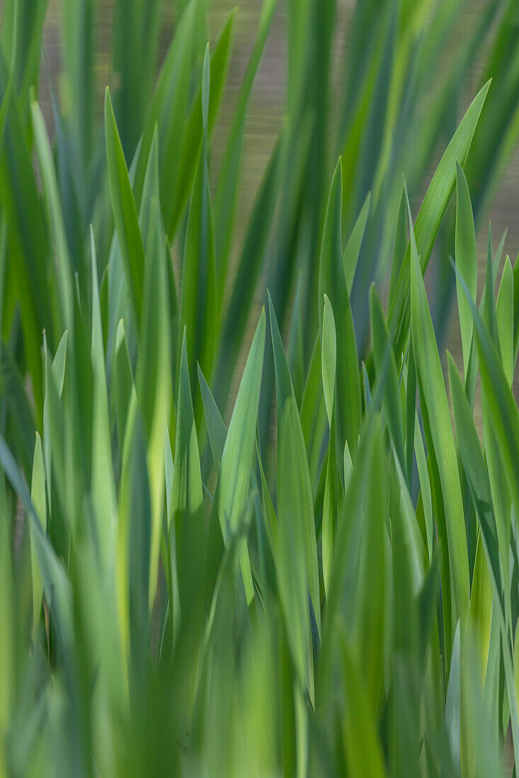 USA, Washington State, Bainbridge Island. Cattails on pond in spring