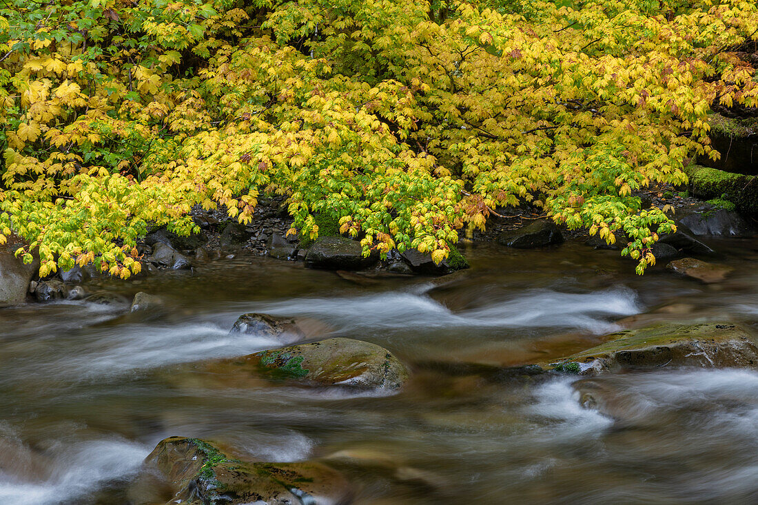 USA, Washington State, Olympic National Park. Vine maples overhang and Sol Duc River in autumn