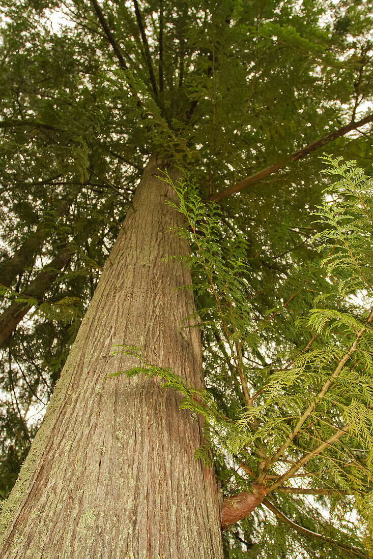 Squak Mountain State Park, Washington State, USA. Low-angle view of a western redcedar tree.