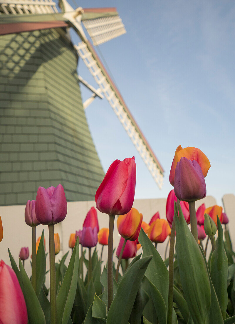 USA, Washington State, Mt. Vernon. Skagit Valley Tulip Festival. Tulips with windmill