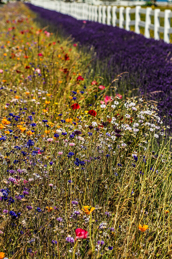 Port Angeles, Bundesstaat Washington. Blühende Wildblumen, Lavendel und ein weißer Lattenzaun