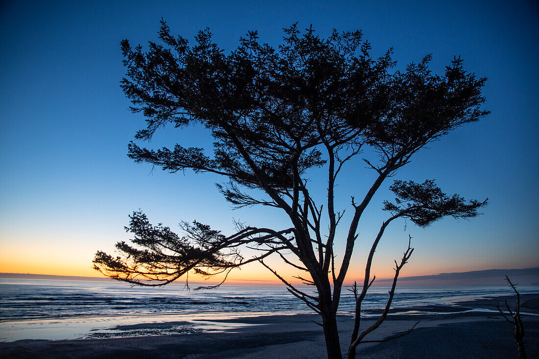 Kalaloch Beach, Olympic Peninsula, wind blown tree.