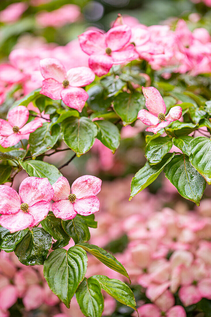 Silverdale, Washington State, USA. Flowering pink dogwood tree