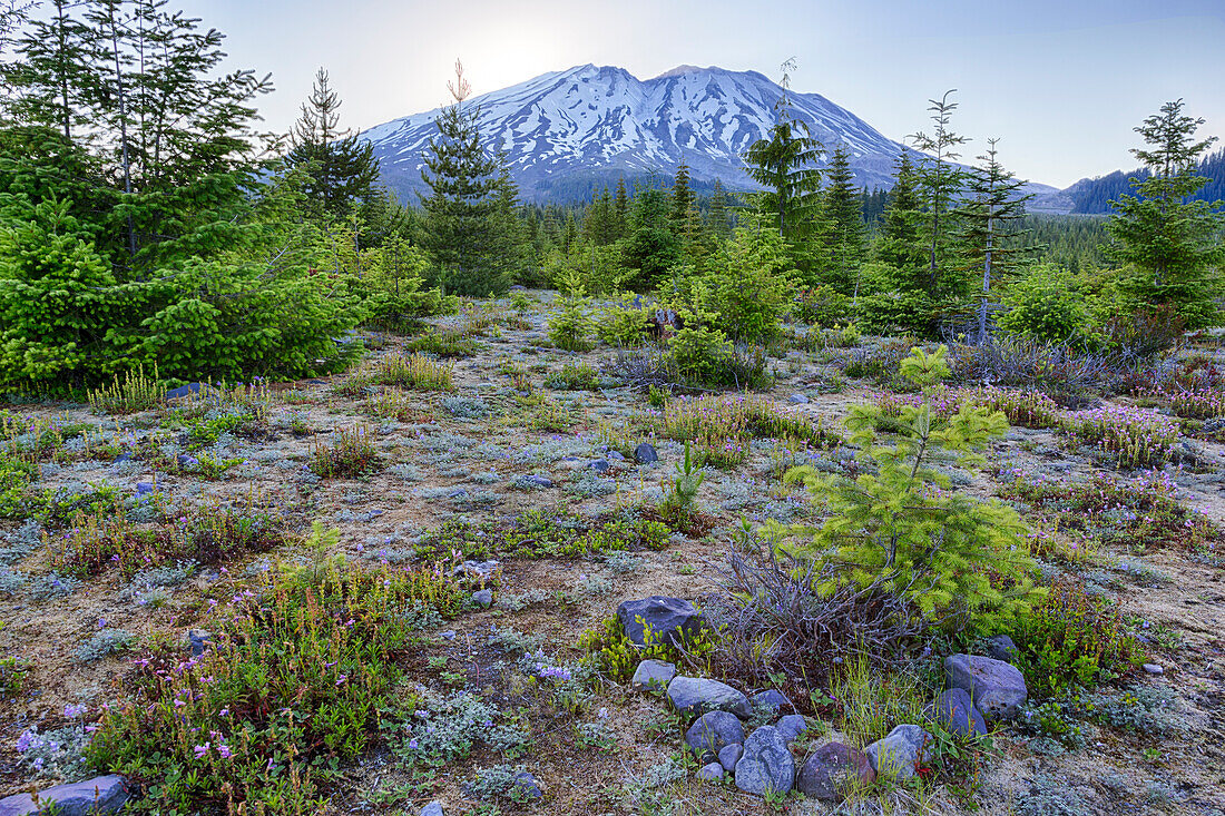 Washington State, Mount Saint Helens National Volcanic Monument, Wildflowers and mountain, view from south