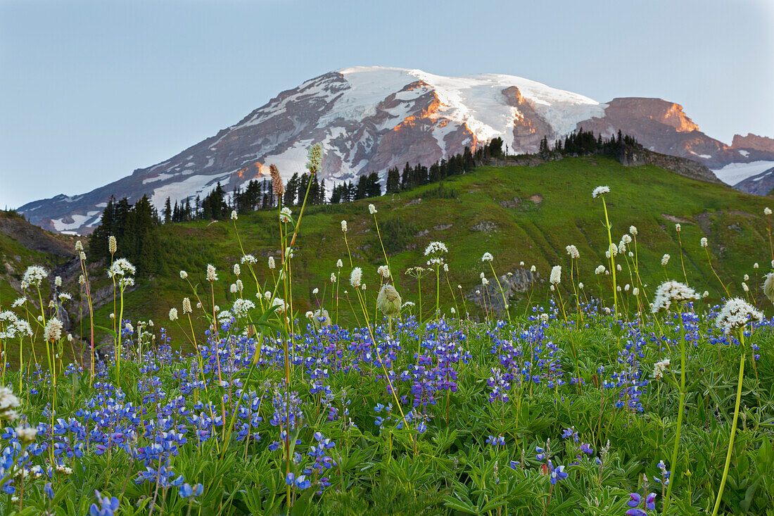 Bundesstaat Washington, Mount Rainier-Nationalpark, Mount Rainier und Wildblumen