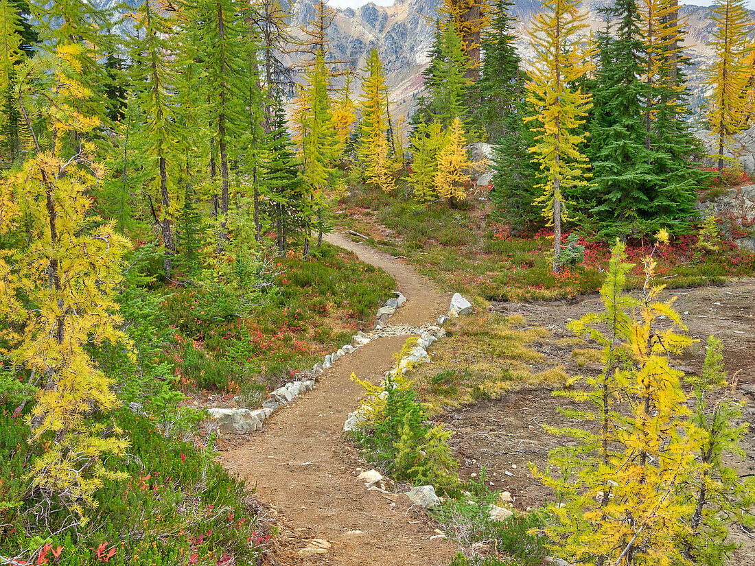 Washington State, Okanogan-Wenatchee National Forest. Trail through larch trees