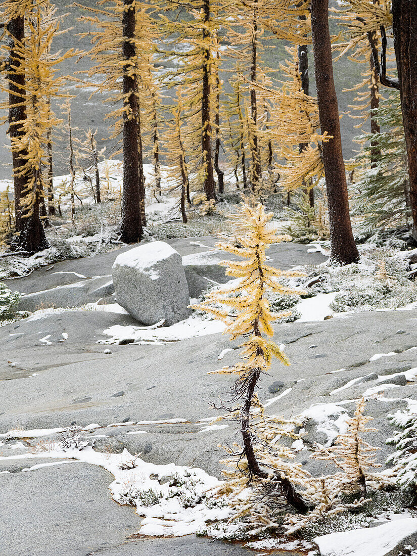 Bundesstaat Washington, Alpine Lakes Wilderness. Enchantment Lakes, schneebedeckte Lärchenbäume