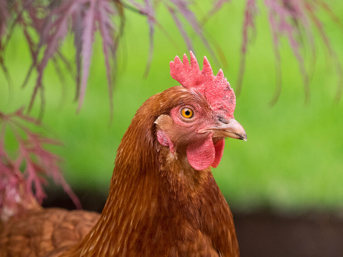 Washington State, ISA Brown chicken.
