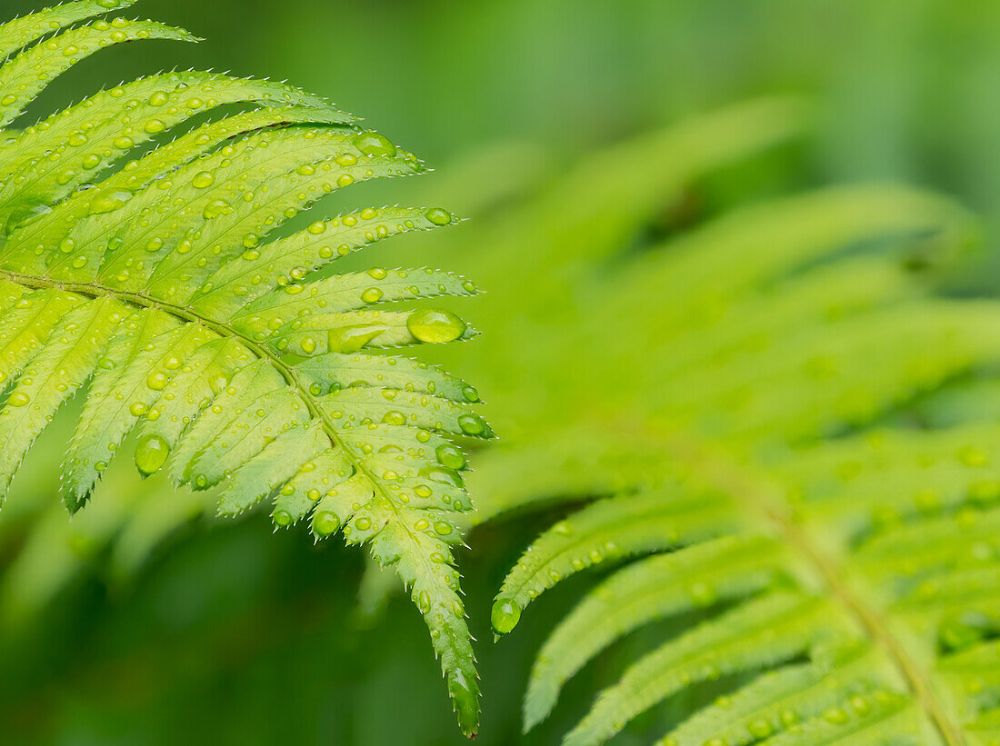 Washington State. Western sword fern