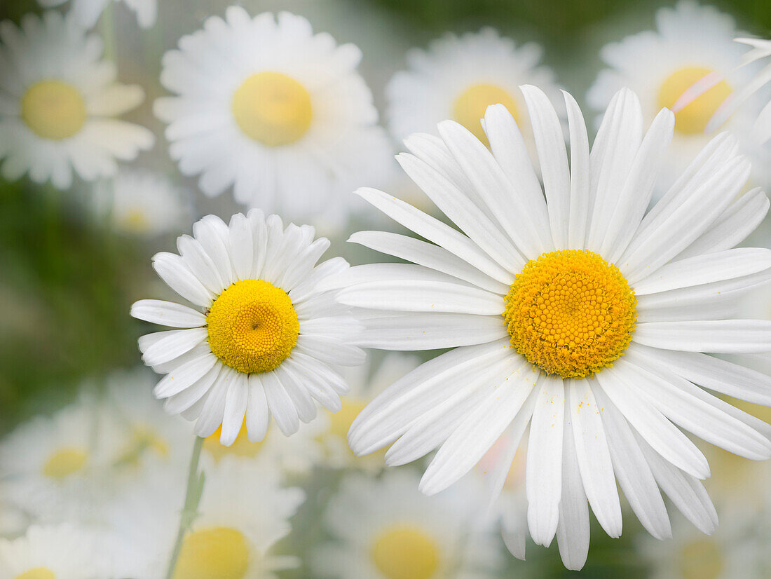 Washington State. Oxeye daisy