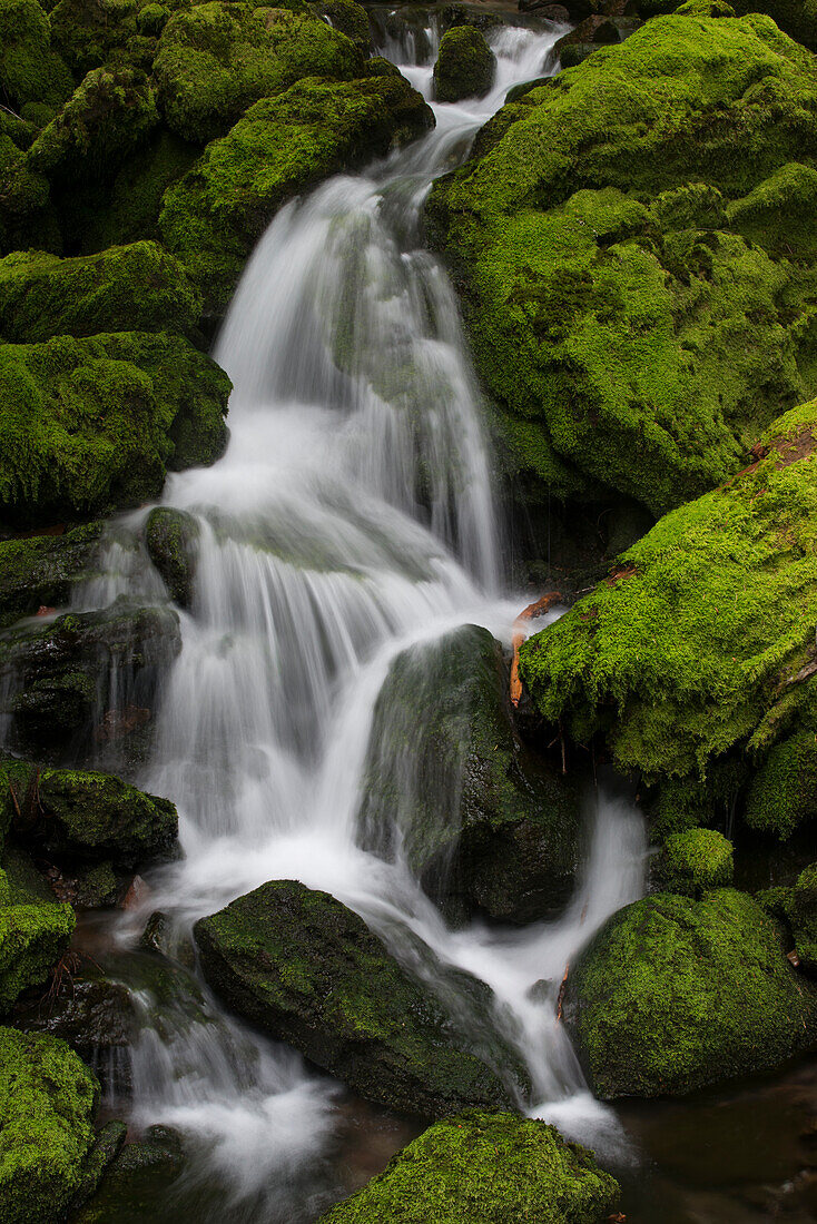 USA, Bundesstaat Washington. Detail eines kleinen unbenannten Wasserfalls in der Nähe der Fall Creek Falls, Gifford Pinchot National Forest