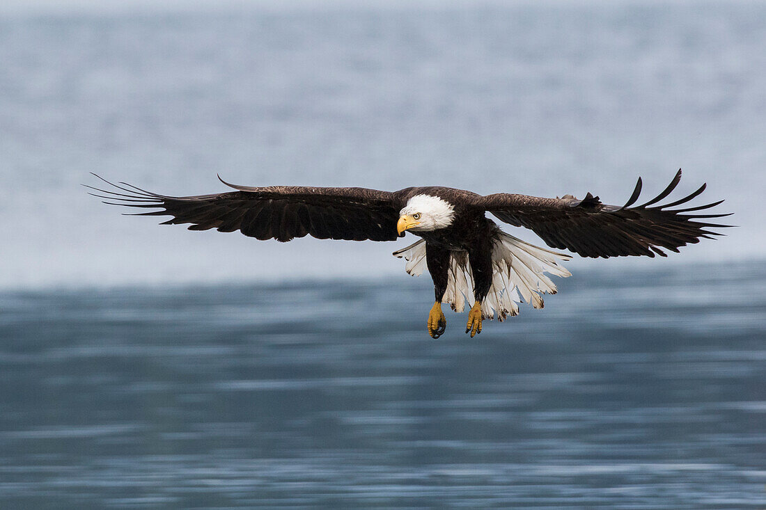 Weißkopfseeadler im Landeanflug