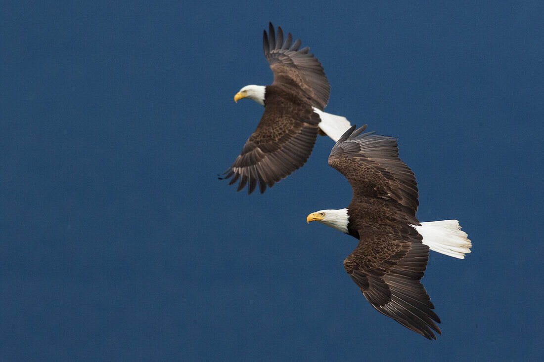 Bald Eagle pair flying