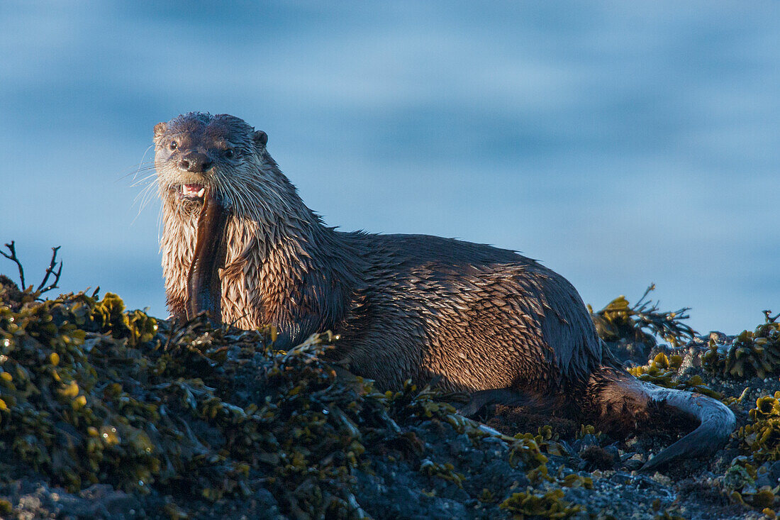 River Otter, a snack found among the tide pools at low tide